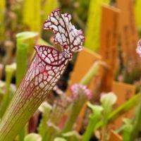 Pitcher plant