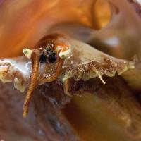 Abalone face