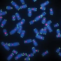 Telomeres