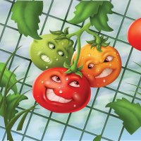Garden Tomato