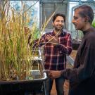 Postdoc Imtiyaz Khanday and Professor Venkatesan Sundaresan with cloned rice plants in a UC Davis greenhouse