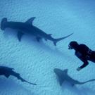 Alex McInturf swims with shark