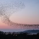 A murmuration of starlings flock at sunset