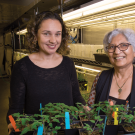 College of Biological Sciences Associate Professor Siobhan Brady and Professor Neelima Sinha in the Department of Plant Biology research and refine successful plant traits.  David Slipher