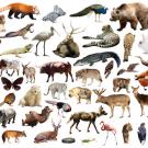 Mosaic of animals