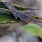 A female Anolis scriptus.