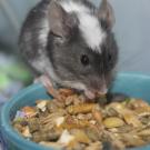 Mouse eating food