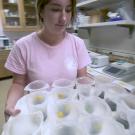 Tessa Filipczyk carries a tray of samples in the lab.