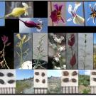 A composite image of various jewelflowers