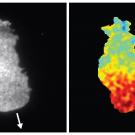By using sensors to monitor molecular activities within the cell, the Collins Lab is working to understand how to steer cells to target locations. The image on the left shows the cell membrane of a white blood cell. The image on the right shows an activity heat map of a protein believed to be involved in steering the cell. Collins’ Lab