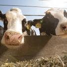Cow embryonic stem cells could lead to more productive livestock. (Photo / UC Davis)