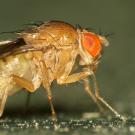 Genomic tools may help provide some fundamental predictability regarding adaptive evolution in fruit flies. Martin Cooper