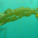 Underwater bull kelp