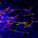 Aging, neurodegenerative disorders and metabolic disease are all linked to mitochondria, structures within our cells that generate chemical energy and maintain their own DNA. In a fundamental discovery with far-reaching implications, scientists at the University of California, Davis, now show how cells control DNA synthesis in mitochondria and couple it to mitochondrial division.