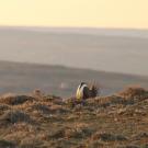 To attract females on the mating grounds, male sage-grouse employ complex courtship displays that scientists study to understand the vast diversity in animal behavior. (Getty Images)