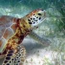 Sea turtles and other marine animals browse on seagrass meadows. NOAA photo
