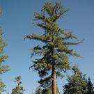 The genome of California’s legendary sugar pine, which naturalist John Muir declared to be “king of the conifers” more than a century ago, has been sequenced by a research team led by UC Davis scientists.
