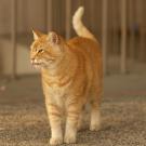 Orange tabby cat 