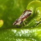 Asian citrus psyllids transmit citrus greening, a disease that can devastate citrus groves. New work by scientists in Brazil and at UC Davis shows that the citrus greening bacteria interfere with the insect's sense of smell, rendering some control methods useless. (USDA photo)