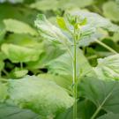 Leafy green plants in a growth chamber