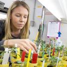 Elena Suglia, a graduate student in the Population Biology Graduate Group, is investigating the effects of climate change on the jewelflower (Streptanthus tortuosus) in the lab of Jennifer Gremer, an associate professor in the Department of Evolution and Ecology.
