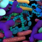 Rendering of gut microbiota
