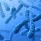 Rendering of chromosomes in blue