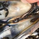 Crab in mussel bed
