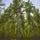 Poplar tree forest