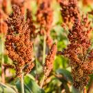 Sorghum plants are a staple crop in sub-Saharan Africa, but up to 20% of annual sorghum yields are lost due to witchweed, a parasitic plant. New work by Siobhan Brady at UC Davis has revealed how soil microbes help sorghum plants resist witchweed infections.