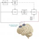 Brain and implant diagram
