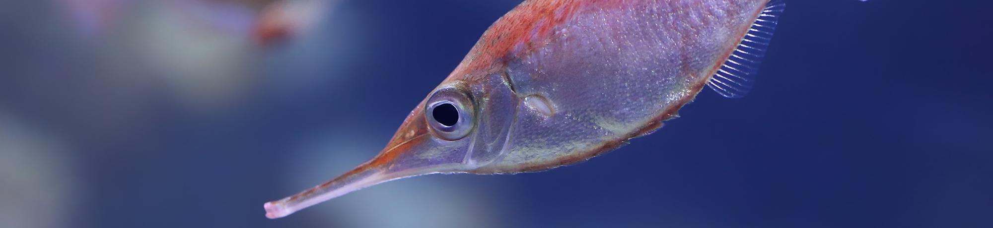 Closeup shot of a fish on blue background