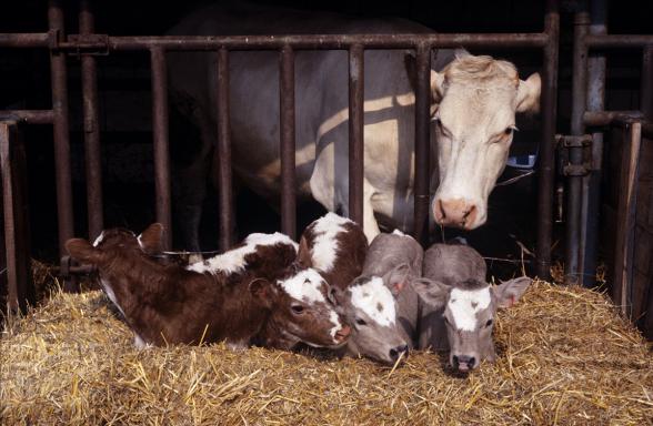 The first cloned calves born in the Biology of Development and Reproduction Unit in Jouy-en-Josas, France. (Credit: Gérard Paillard/INRA)