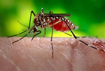 Scientists are using mosquitoes infected with Wolbachia to prevent the spread of diseases, like Yellow Fever. CDC