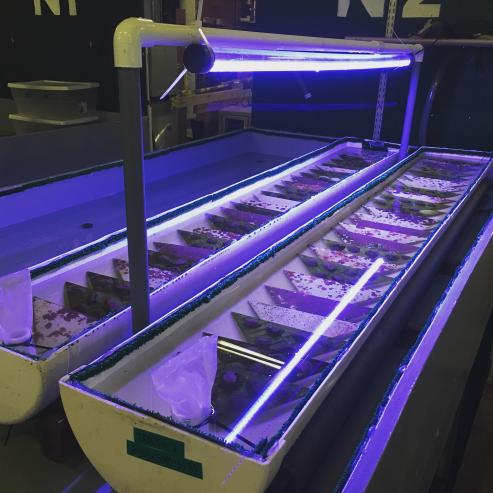 Abalone cribs