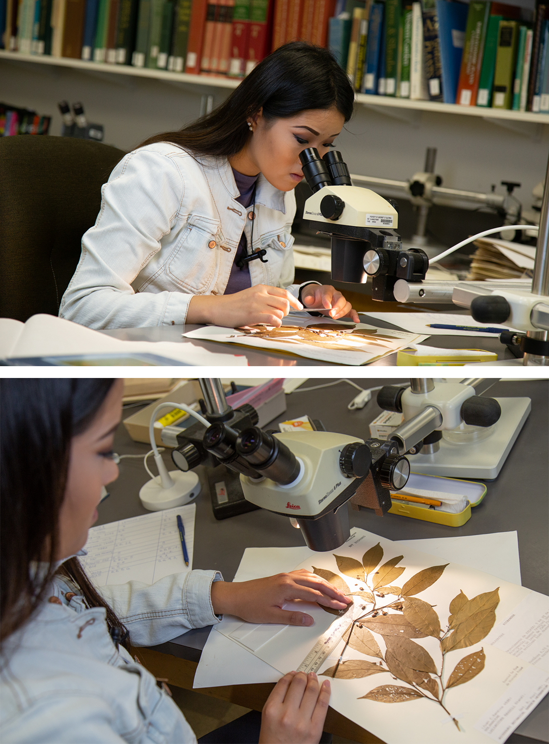 Hannah Kang takes measurements of plant samples.
