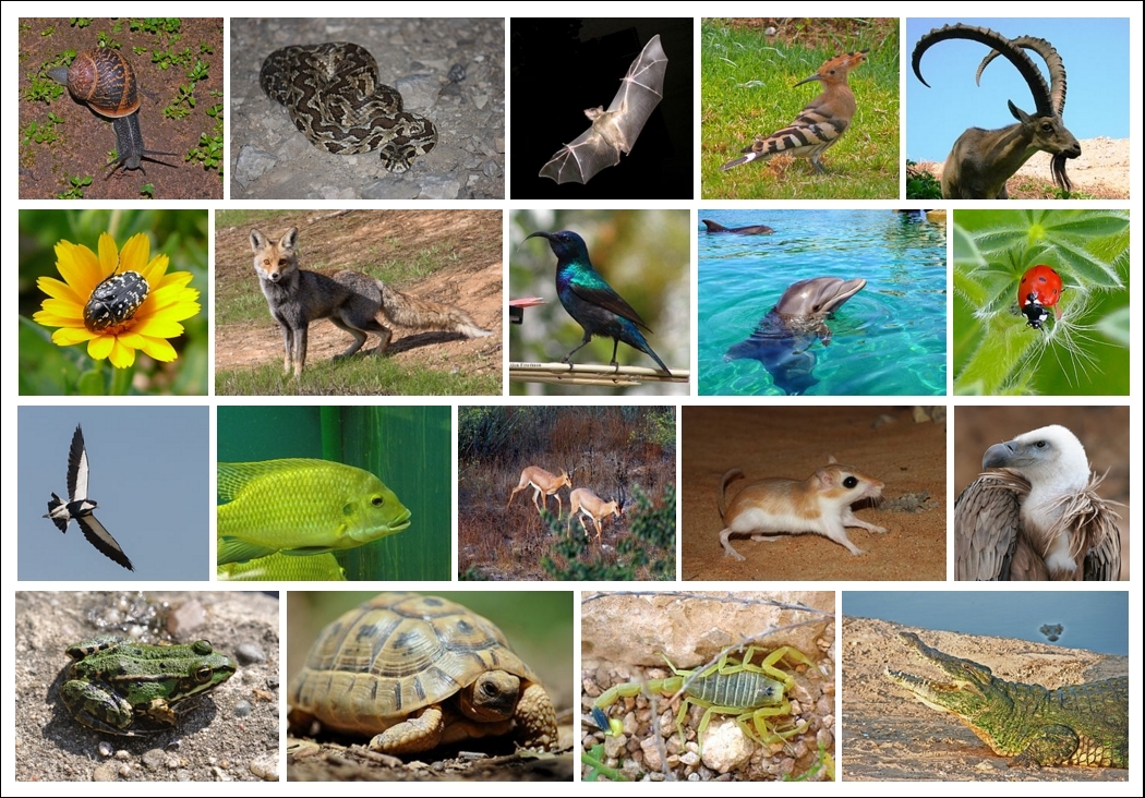 Animal collage