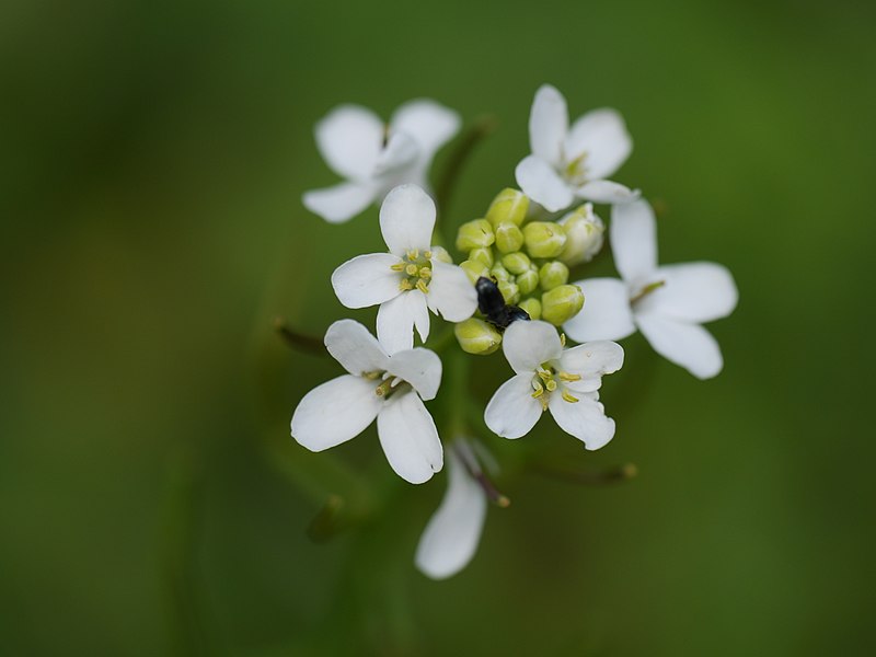 Arabidopsis thaliana