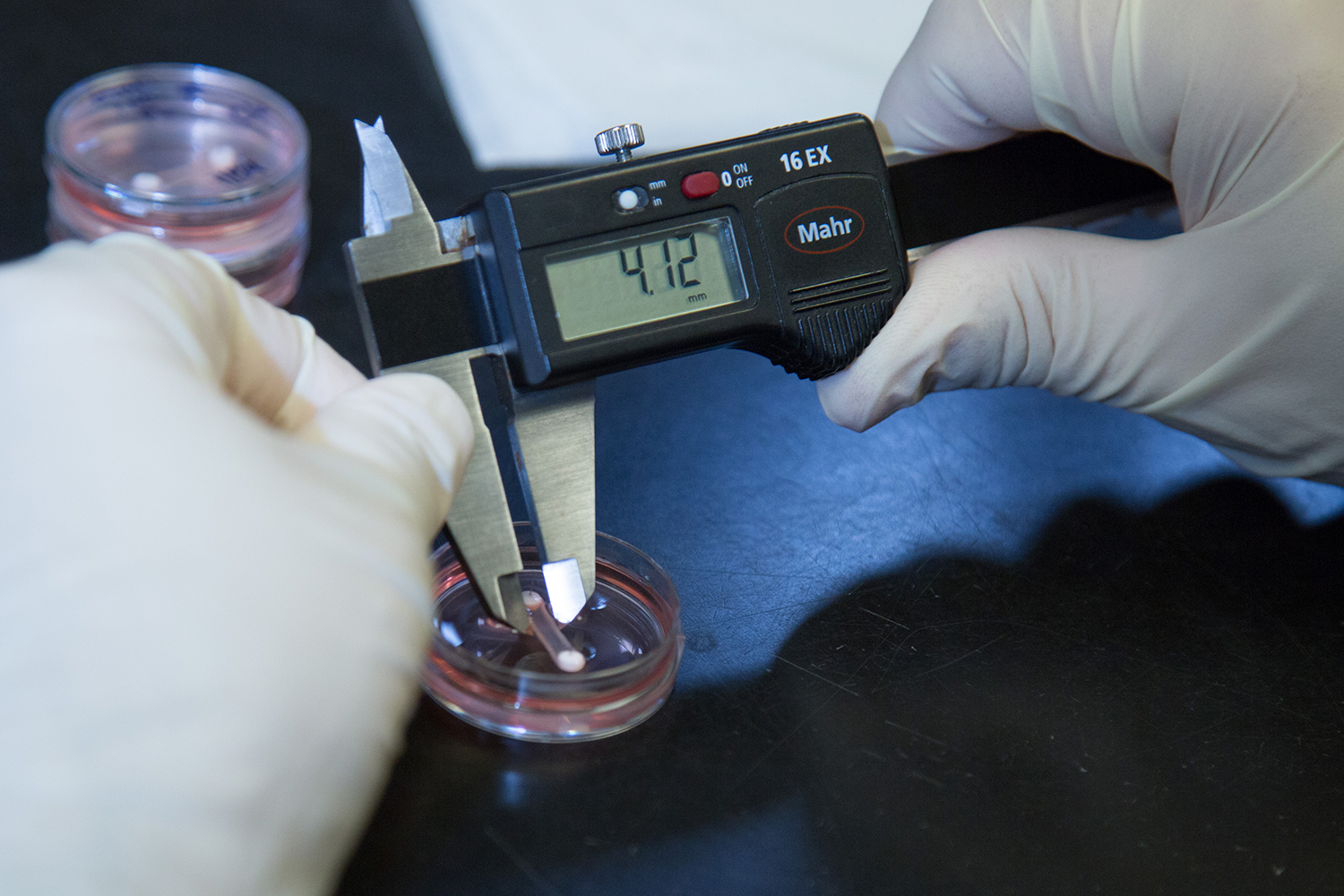 Avey uses a caliper to measure the dimensions of a ligament engineered in Professor Keith Baar’s Functional Molecular Biology Lab. David Slipher/UC Davis