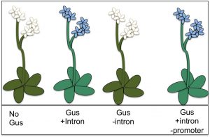 The GUS gene turns Arabidopsis plants blue. This gene can still function without a promoter, normally the “on/off” switch for genes, as long as it has an intron to act as a “volume control.” Jenna Gallegos/UC Davis