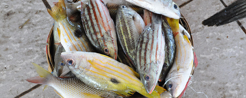 UC Davis researchers found plastic and fibrous debris in 25 percent of the fish sold in Indonesian and California markets. (Dale Trockel/UC Davis)