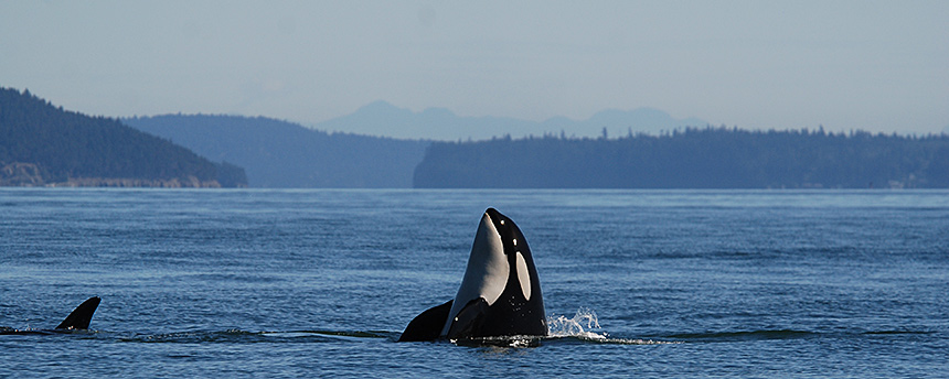 Personal health records for the Puget Sound’s southern resident population of killer whales will help veterinarians monitor their well being. (Joe Gaydos/UC Davis)