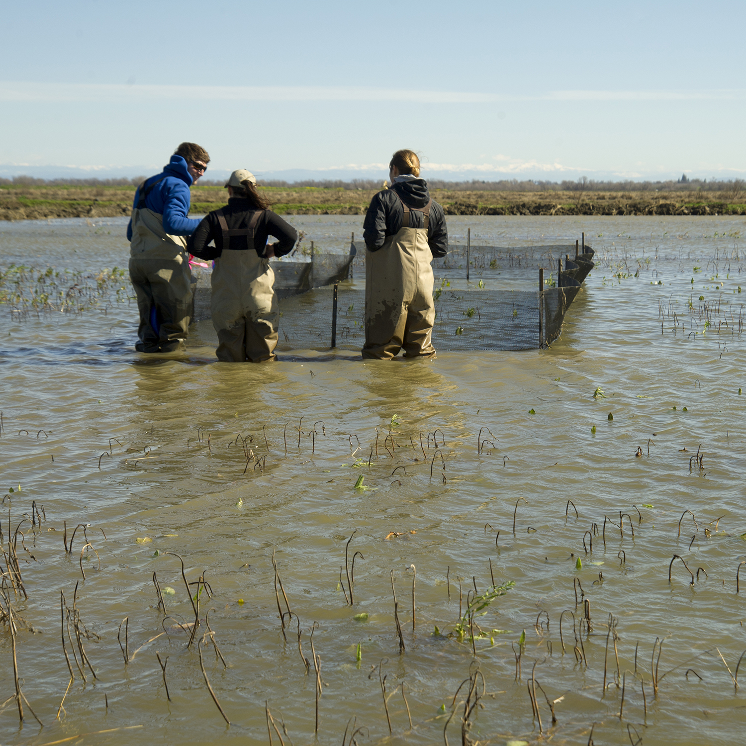 People in waders in shallow water with nets