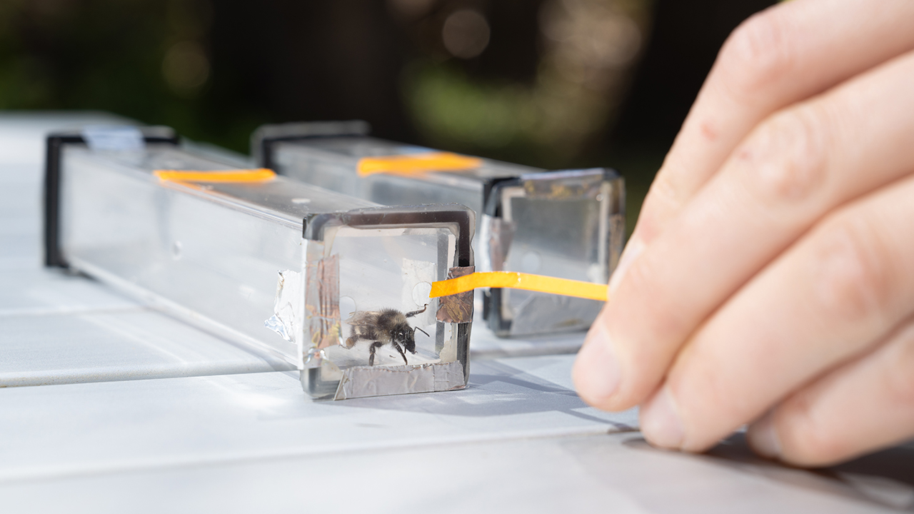 Hand manipulating a clear plastic container with a honeybee inside