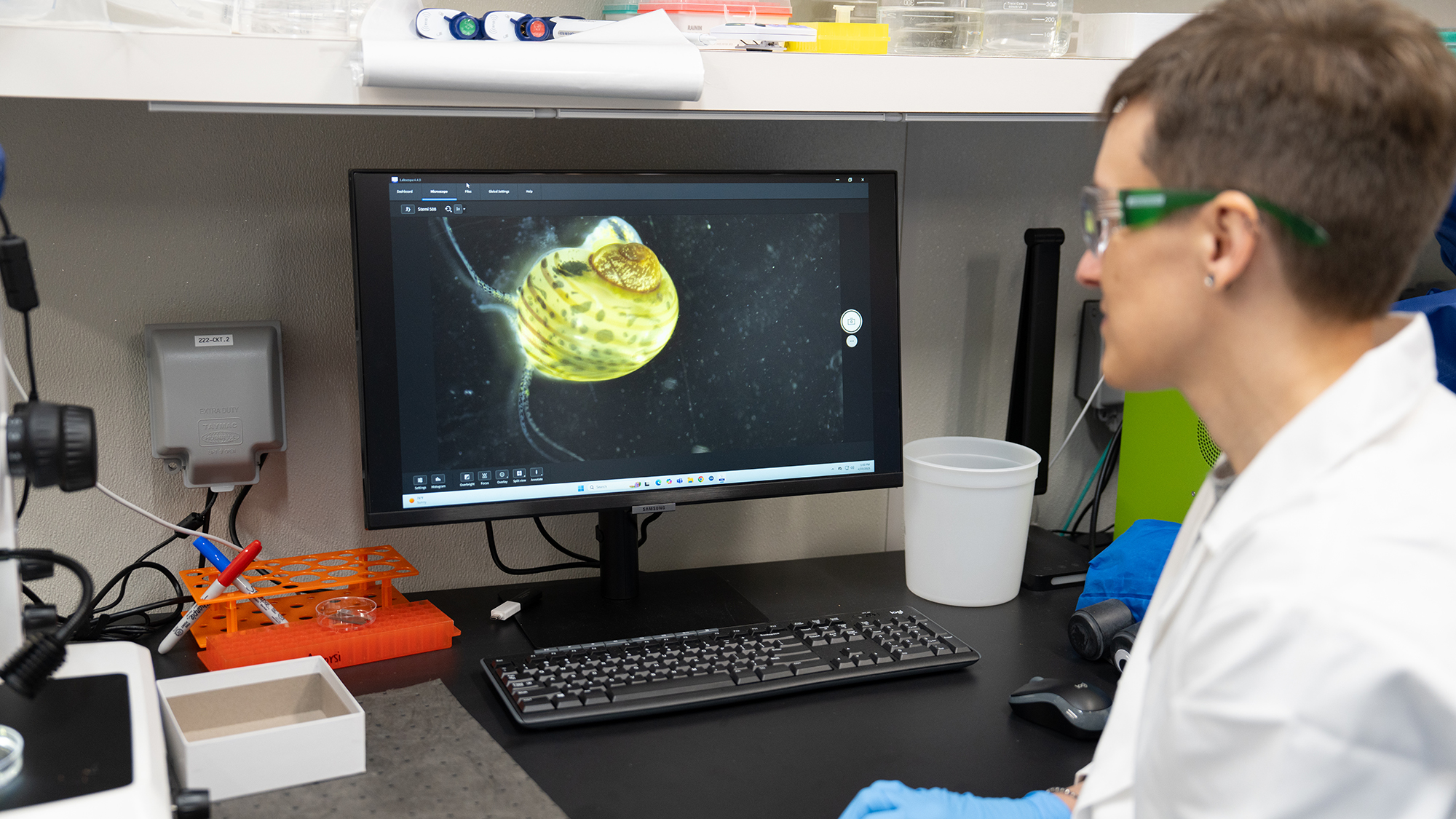 Alice Accorsi, wearing safety glasses and a lab coat, observes an image of a yellow apple snail displayed on a computer monitor in a laboratory setting.
