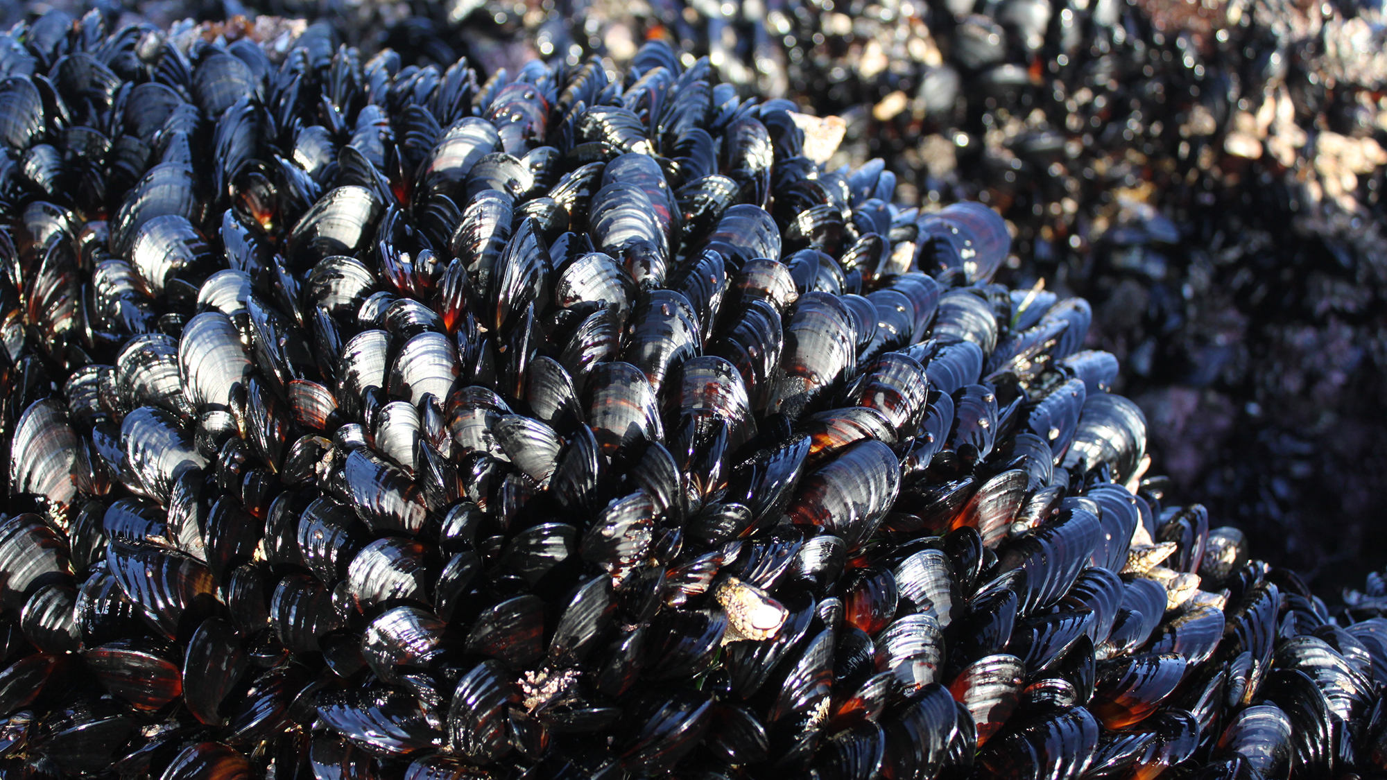Close-up of a dense cluster of shiny black mussels attached to a rock, with sunlight reflecting off their smooth shells.