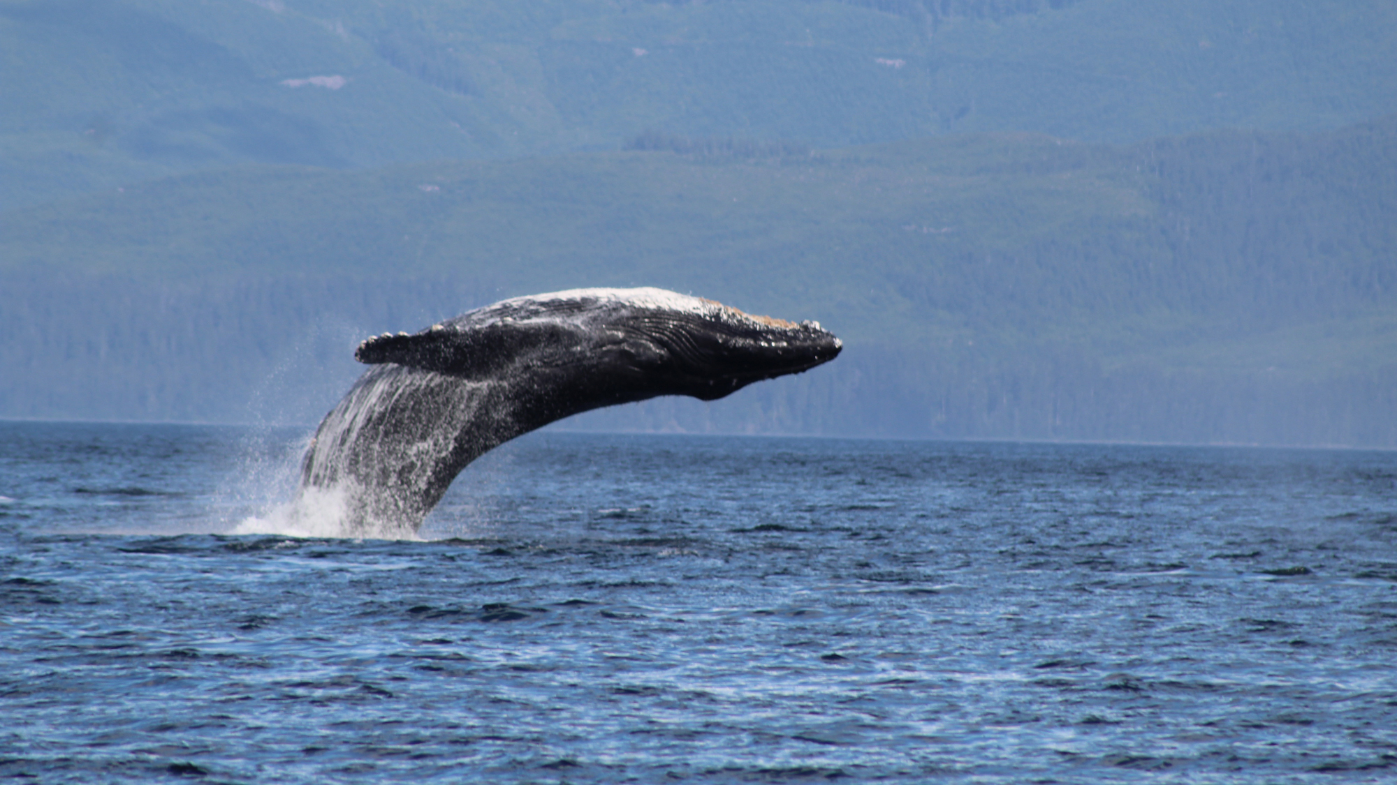 A humpback whale breaching the surface of the water