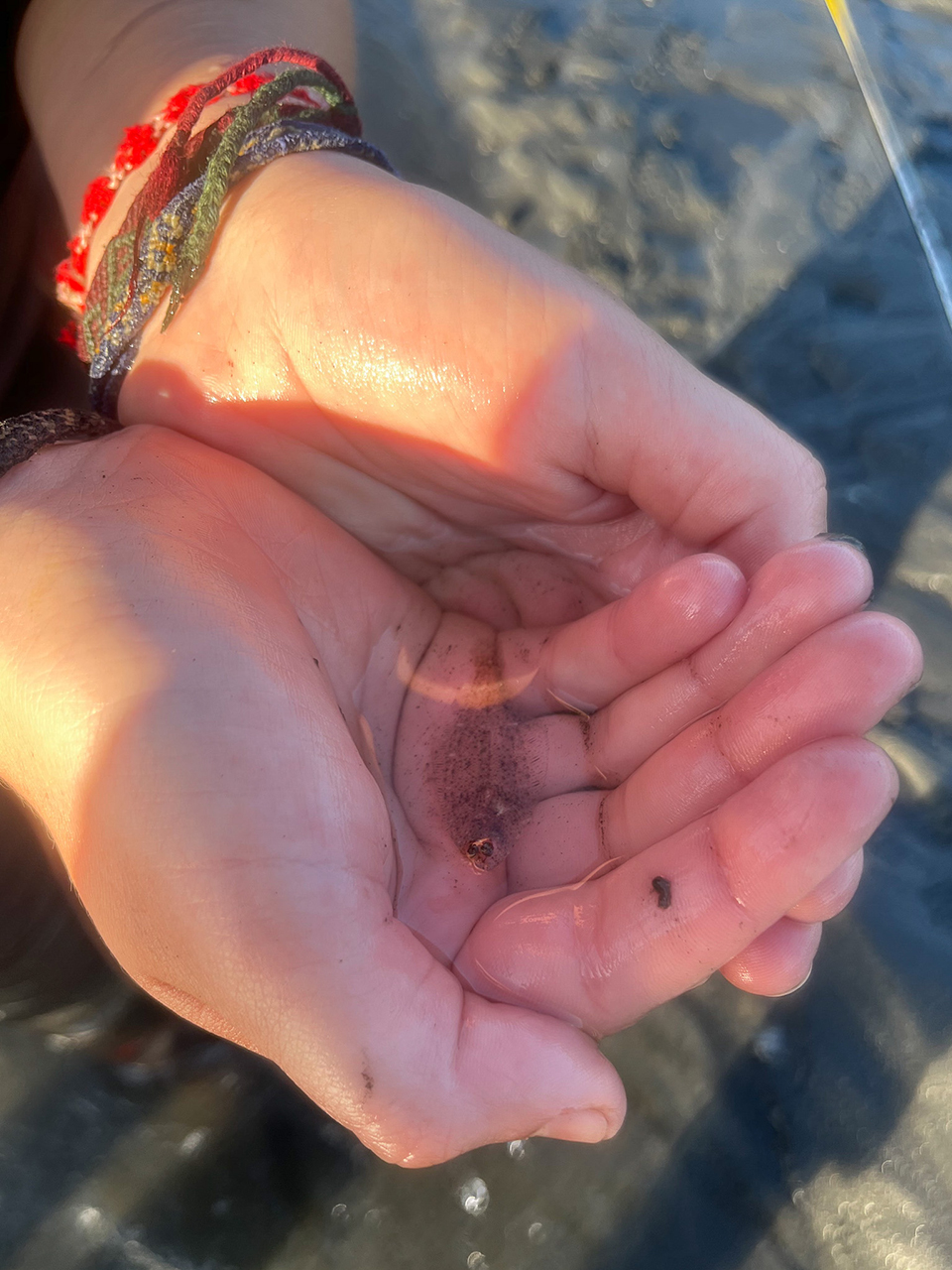 Close-up of hands holding a tiny translucent flounder against a sandy shoreline.