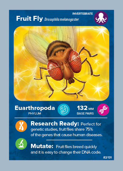 Fruit fly card