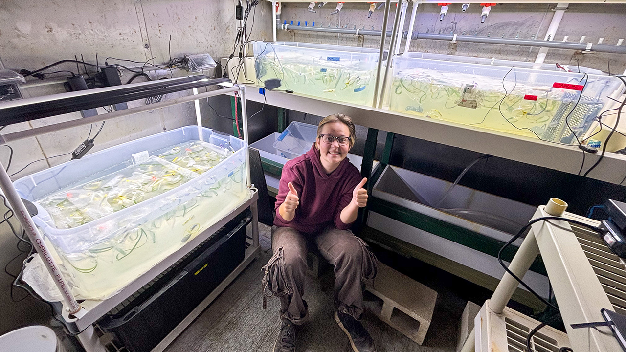 Smiling person in a lab gives two thumbs up while sitting between large water tanks filled with seagrass experiments.